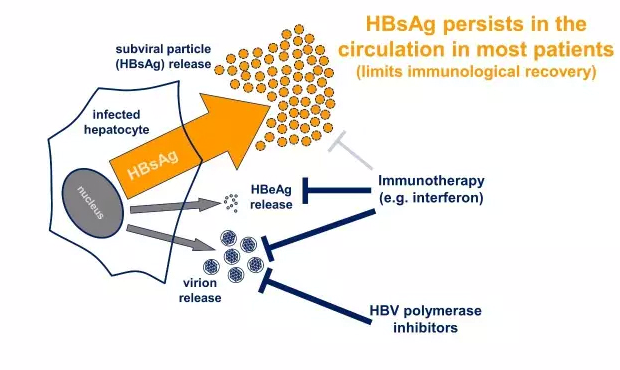 乙肝图2.png 乙肝图2.png