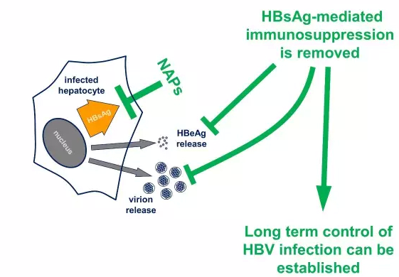 乙肝图6.png 乙肝图6.png